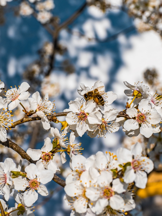 Frühlingserwachen