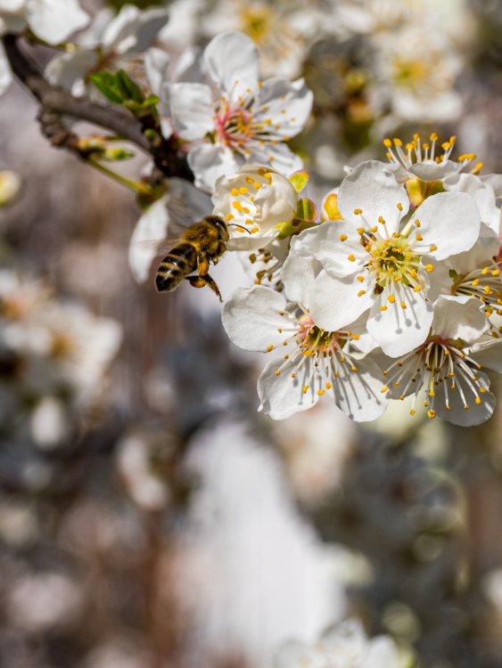 Frühlingserwachen