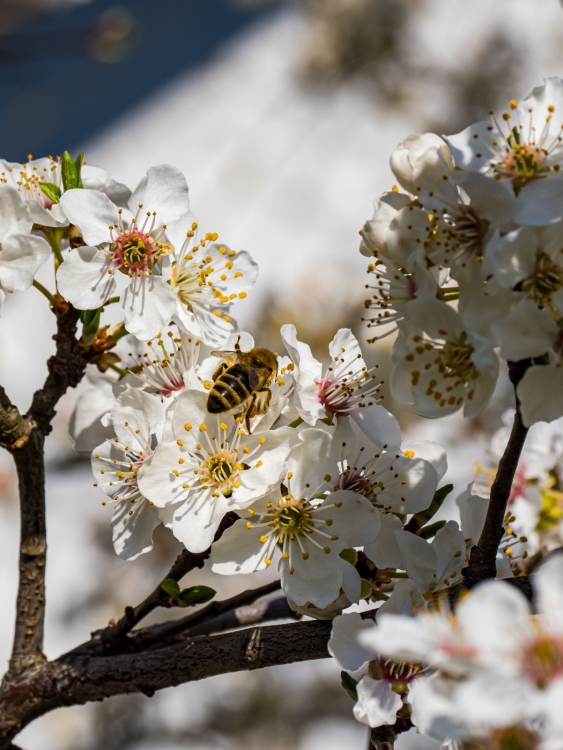 Frühlingserwachen
