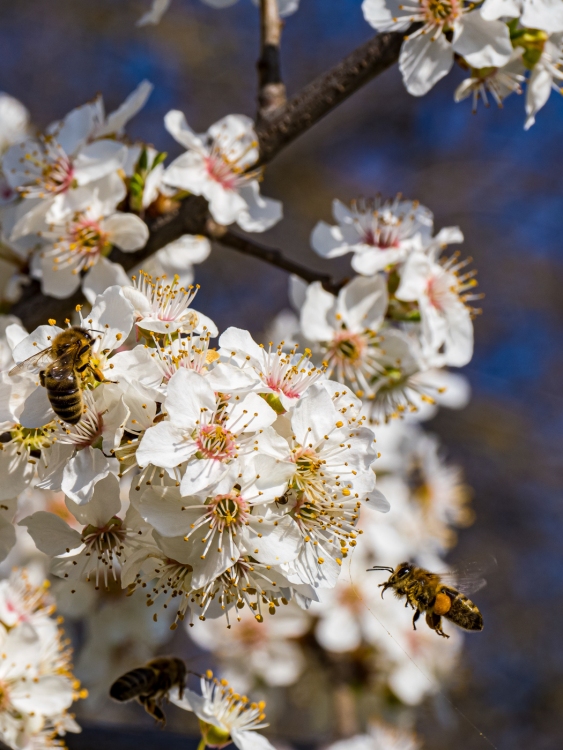 Frühlingserwachen