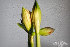 Tableau_Amarilis001