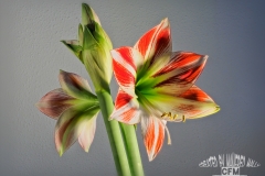 Tableau_Amarilis0010
