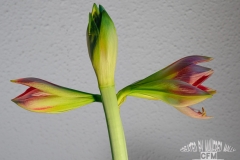 Tableau_Amarilis003