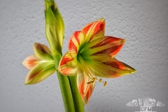 Tableau_Amarilis004