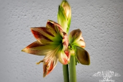 Tableau_Amarilis005