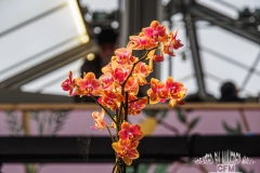 Tulpen Keuckenhof