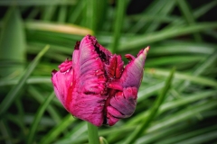 Tulpen Keuckenhof
