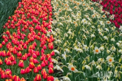 Tulpen Keuckenhof