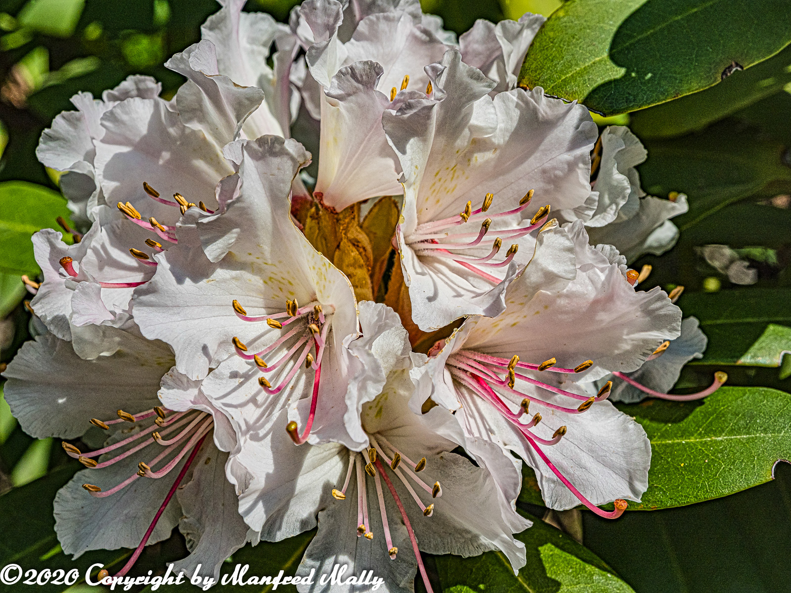 Rhododendron